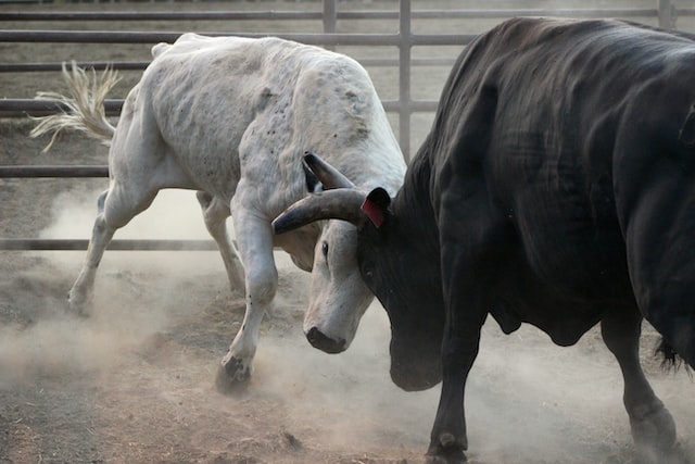 bull fight
